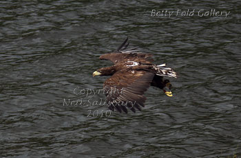 Sea Eagle photographs by Betty Fold Gallery